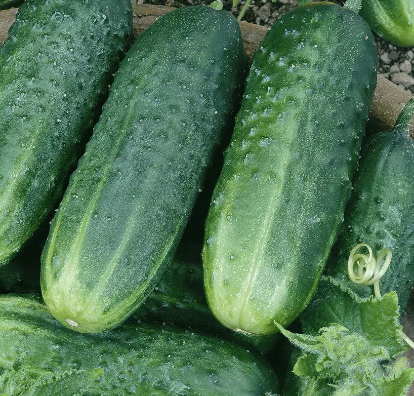 Carolina Cucumber Seeds - 50+ Pack, Culinary & Pickling, Cucumis sativus, Vining, Bright Green, Easy to Grow