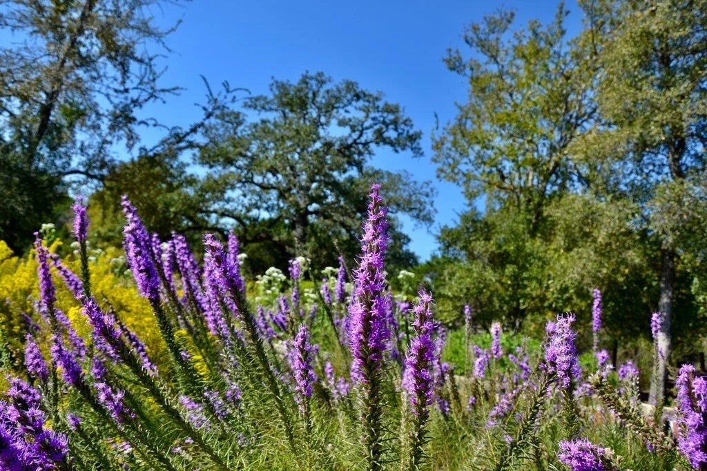 Prairie Blazing Star Seeds - 50+ Liatris pycnostachya Native Perennial for Pollinator Gardens, Drought Tolerant, Full Sun to Partial Shade
