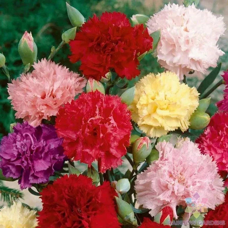 Chabaud Carnation Seeds - Over 200 Pack, Fragrant Dianthus caryophyllus for Garden, Borders, Containers