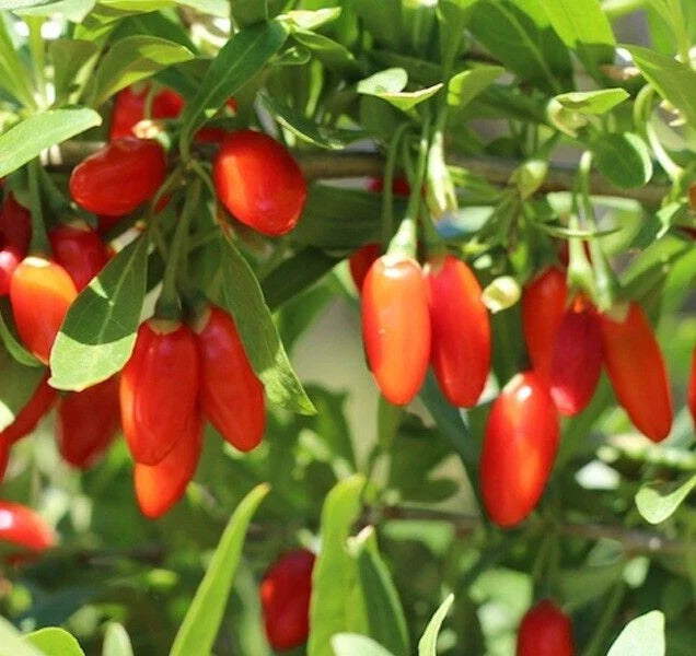 Goji Berry Seeds 100 Pack Organic Chinese Wolfberry Lycium barbarum Heirloom Medicinal Herb