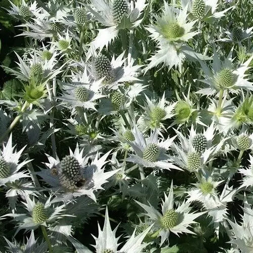 Eryngium giganteum 'Silver Ghost' Sea Holly Seeds - Drought-Tolerant Perennial, Silver Foliage, Full Sun, 10 Pack