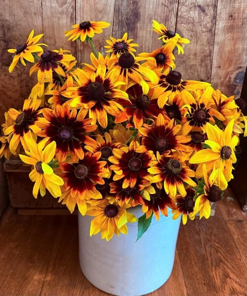 Gloriosa Daisy Seeds - 1000 Non-GMO Rudbeckia Hirta Perennial Flower Seeds for Native Gardens, Bright Yellow & Orange Blooms