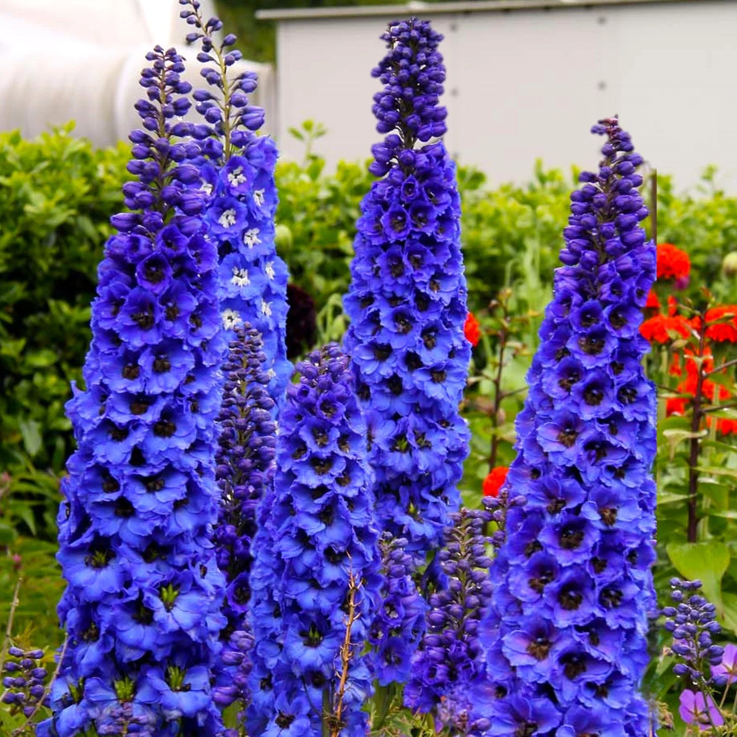 Royal Blue Spire Rocket Larkspur Seeds – Cobalt Blue Delphinium, Annual Flower Seeds for Garden, Cut Flowers, Pollinator Attractant