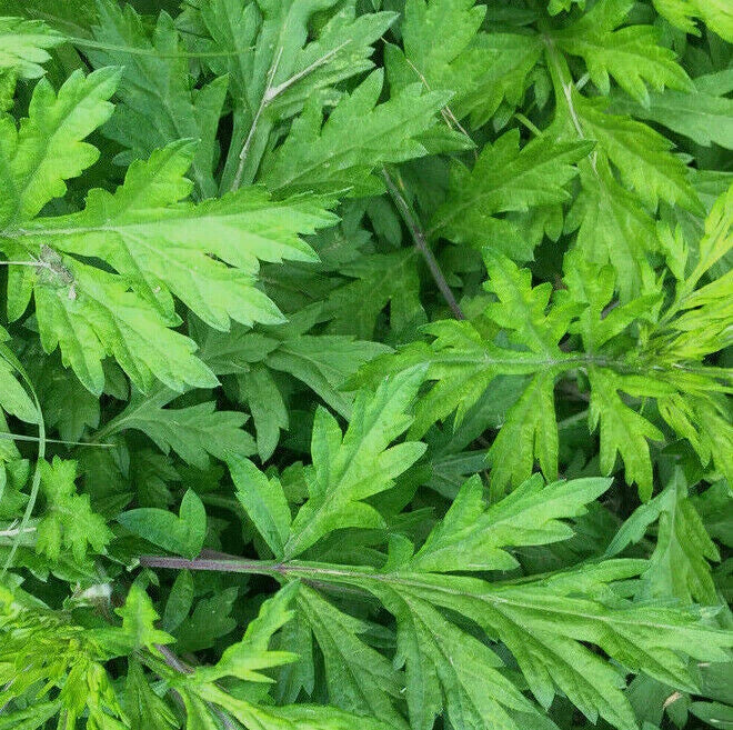 Korean Wormwood Seeds - Artemisia princeps, Ssuk, Japanese Mugwort, Perennial Herb for Culinary & Garden, 50 Seeds
