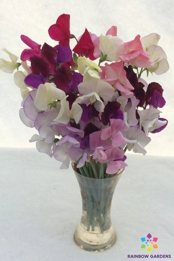 Sweet Pea Seeds Mix - 50+ Colorful Garden Variety - Lathyrus odoratus - Climbing Annual for Cutting & Trellises
