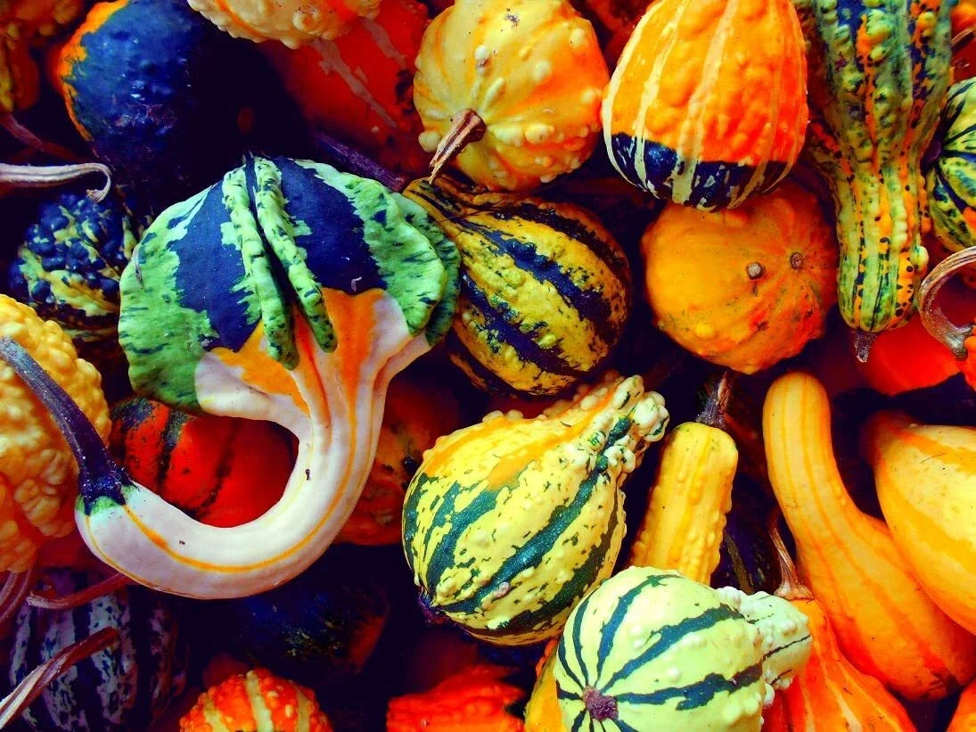 Small Gourd Seeds Mix - 25+ Varieties for Fall Decor - Cucurbita pepo Seeds for Gardening & Crafts