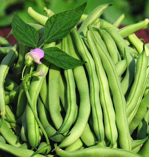 Tendergreen Improved Green Bush Bean Seeds – Stringless, Heavy Producer, Phaseolus vulgaris, Vegetable, 15+ Seeds