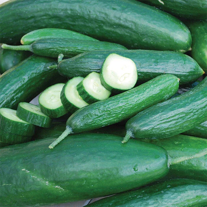 Muncher Cucumber Seeds 50+ Heirloom NON-GMO Vegetable Seeds USA