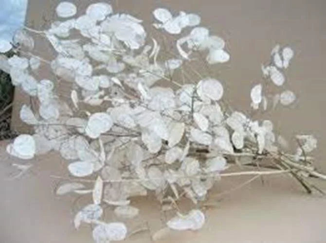 Lunaria Biennis Seeds 100 Count - Money Plant, Silver Dollar, Honesty, Moonwort