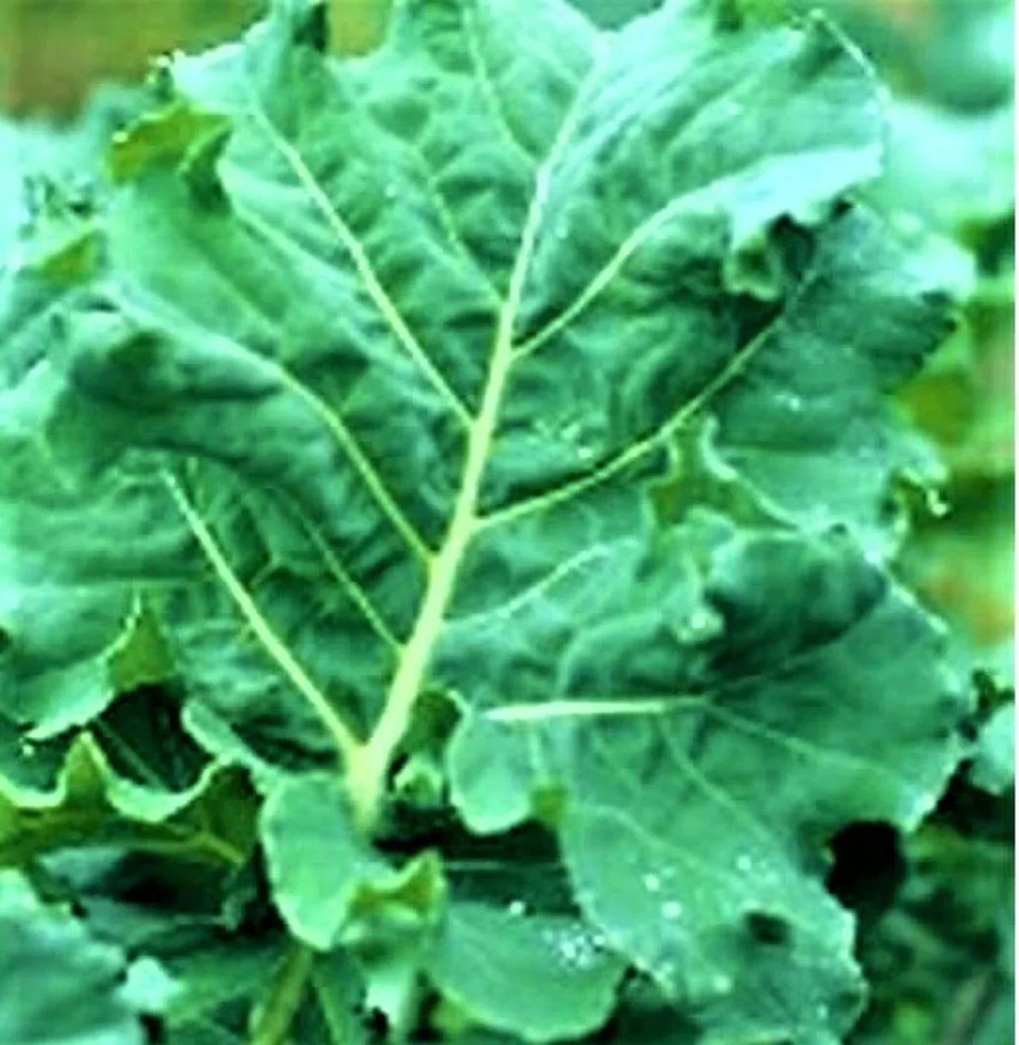 Non-GMO Kale Seeds - 200+ Early Hanover Variety - Premier Quality for Home Gardening
