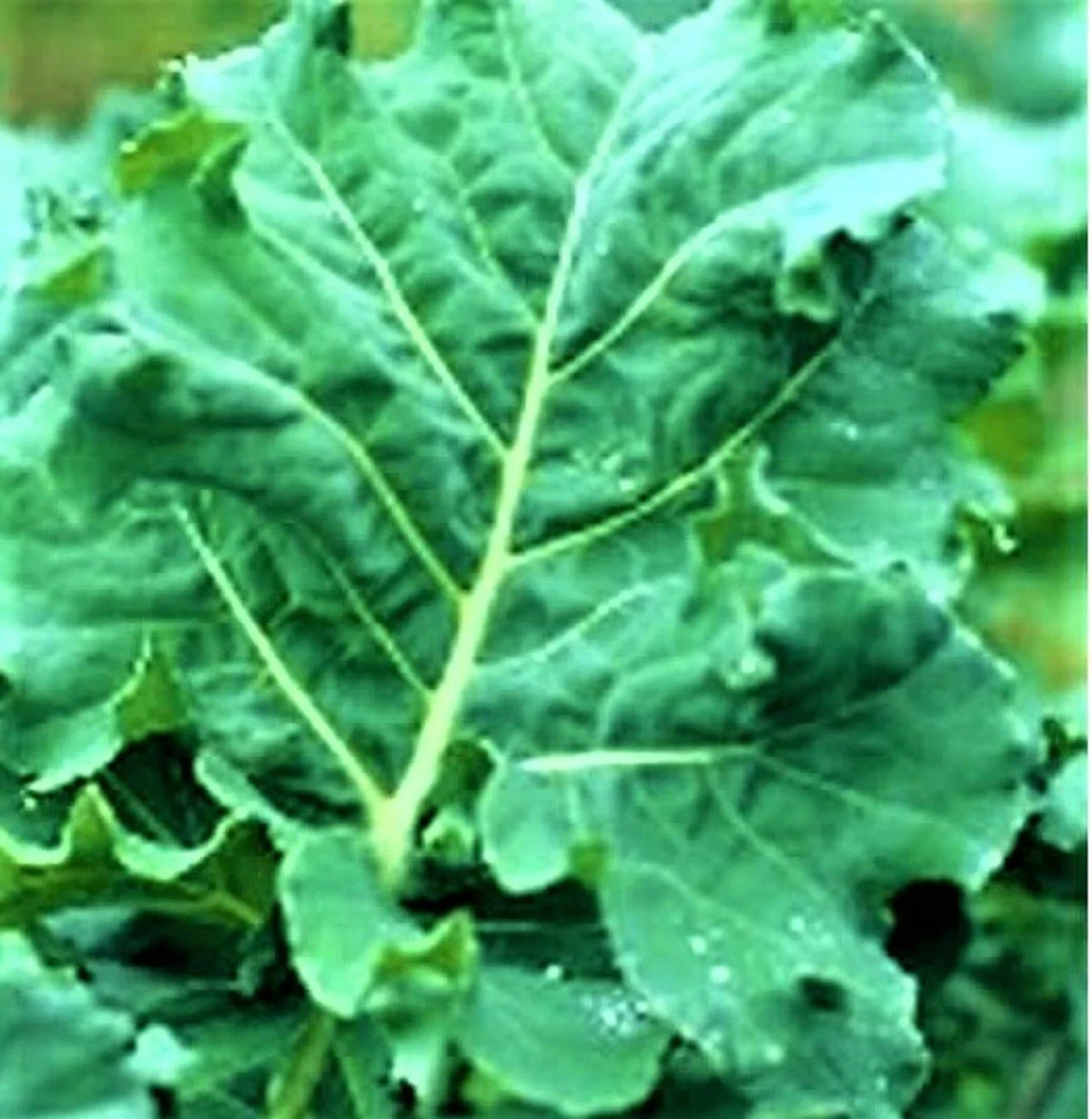Non-GMO Kale Seeds - Over 200 Seeds - Early Hanover Variety - Brassica oleracea var. sabellica for Home Gardening