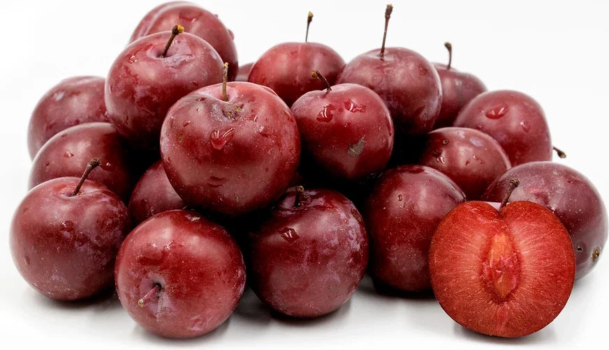 American Plum Tree 1 Gallon Rooted Shrub Prunus americana Self-Pollinating Fruit Plant Zones 3-8