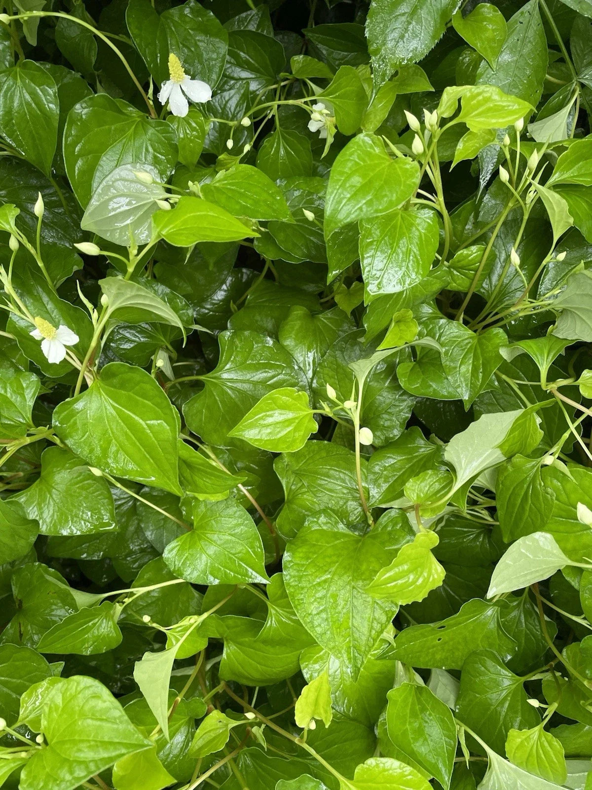 Bare Root Houttuynia Cordata Plants - Fish Mint, Edible Herb, Culinary Garnish, Perennial, Live Roots for Garden or Pots