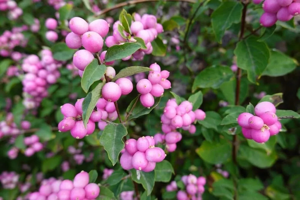 Coralberry Bush Seeds 30 Pack - Symphoricarpos orbiculatus Native Shrub for Gardens & Landscaping