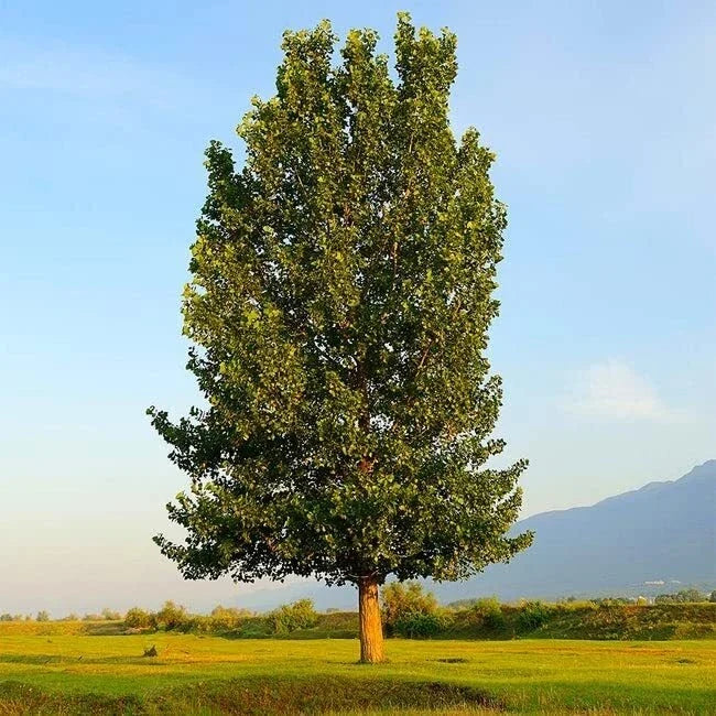 Hybrid Poplar Trees 4 Pack - Fast Growing Privacy & Shade Trees - Populus deltoides x Populus nigra