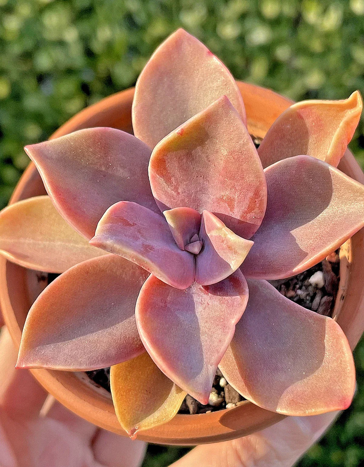 Rare Succulent Graptoveria Fred Ives Live Plant 2-Inch | Low Maintenance Indoor Houseplant
