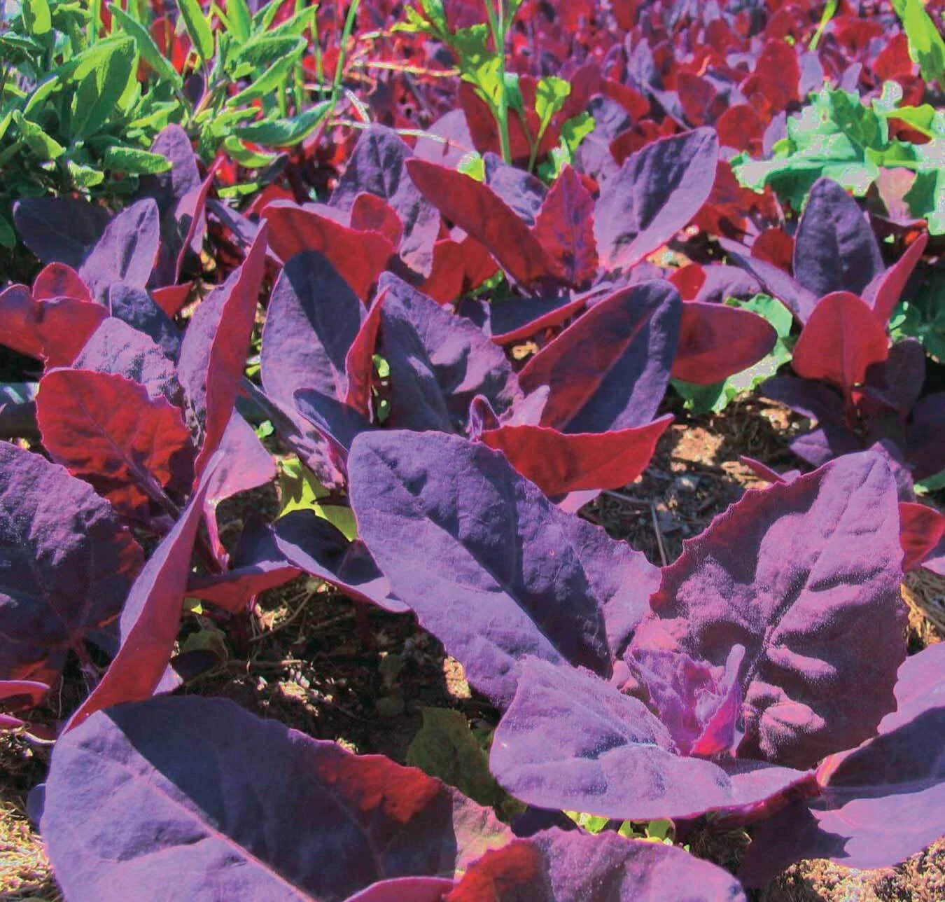 Orach Red Fire Seeds - Non-GMO French Spinach Heirloom Variety