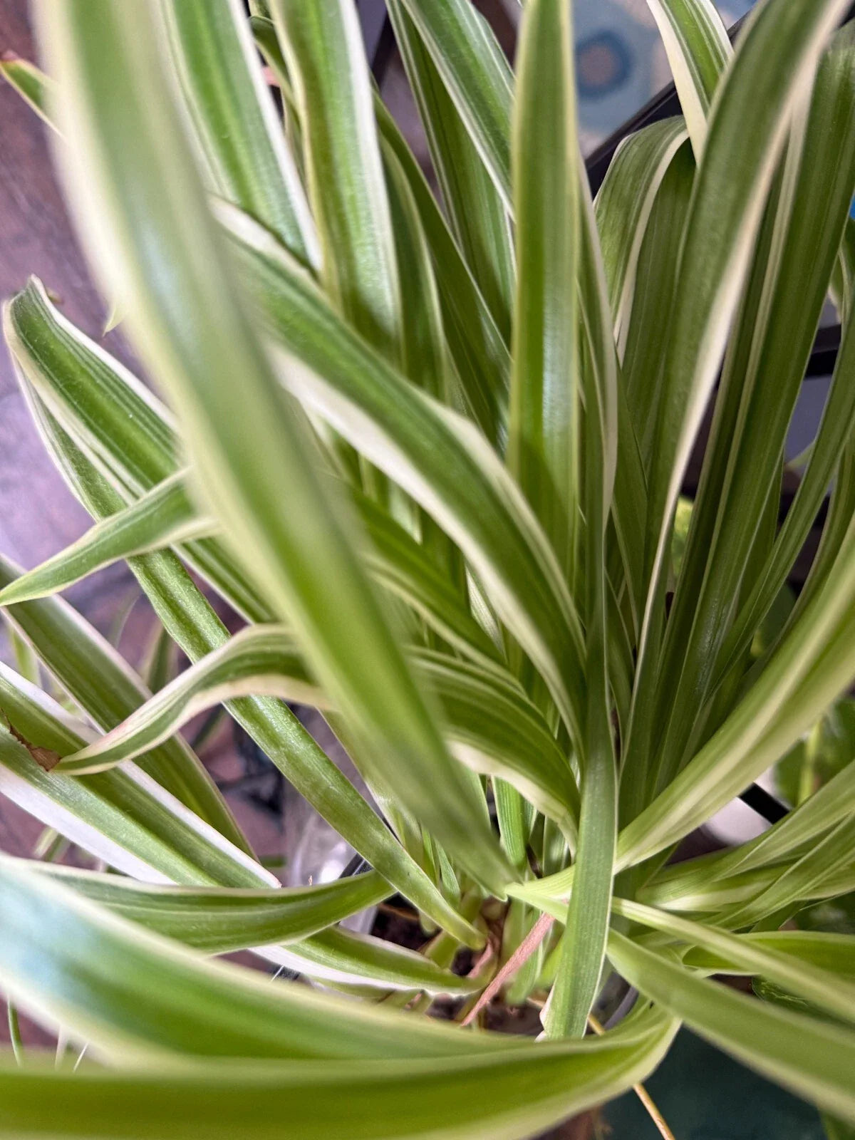 Variegated Spider Plant Babies - 2 Pack | Easy Care Chlorophytum comosum Indoor Houseplants