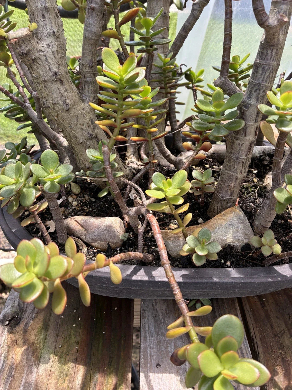 Jade Plant Cuttings 4-6 Inches | Crassula Ovata Succulent for Indoor Garden & Propagation