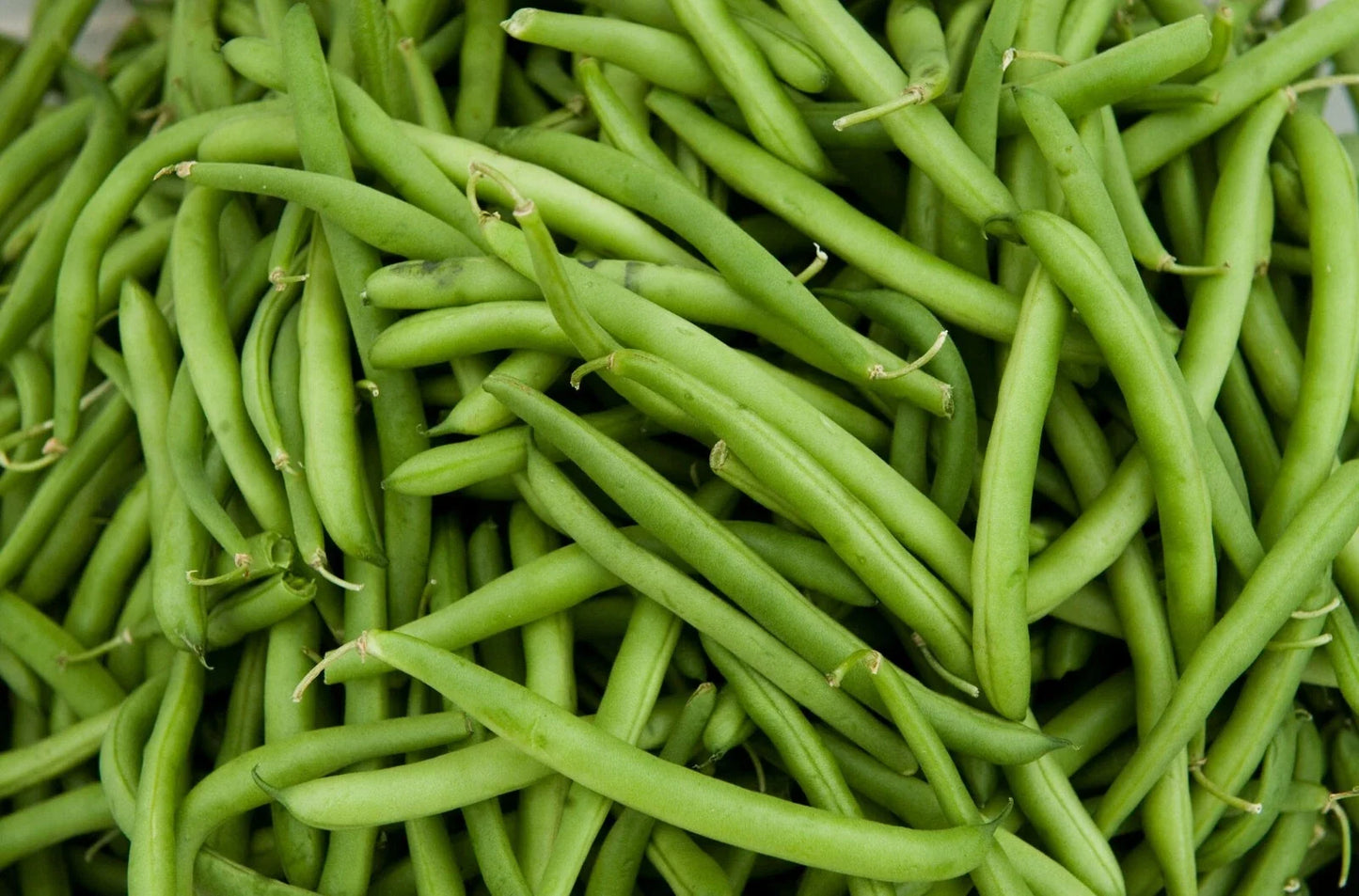 Contender Green Bean Seeds - Phaseolus vulgaris, Bush Type, Organic, Fast-Germinating, Home Garden, Free Shipping