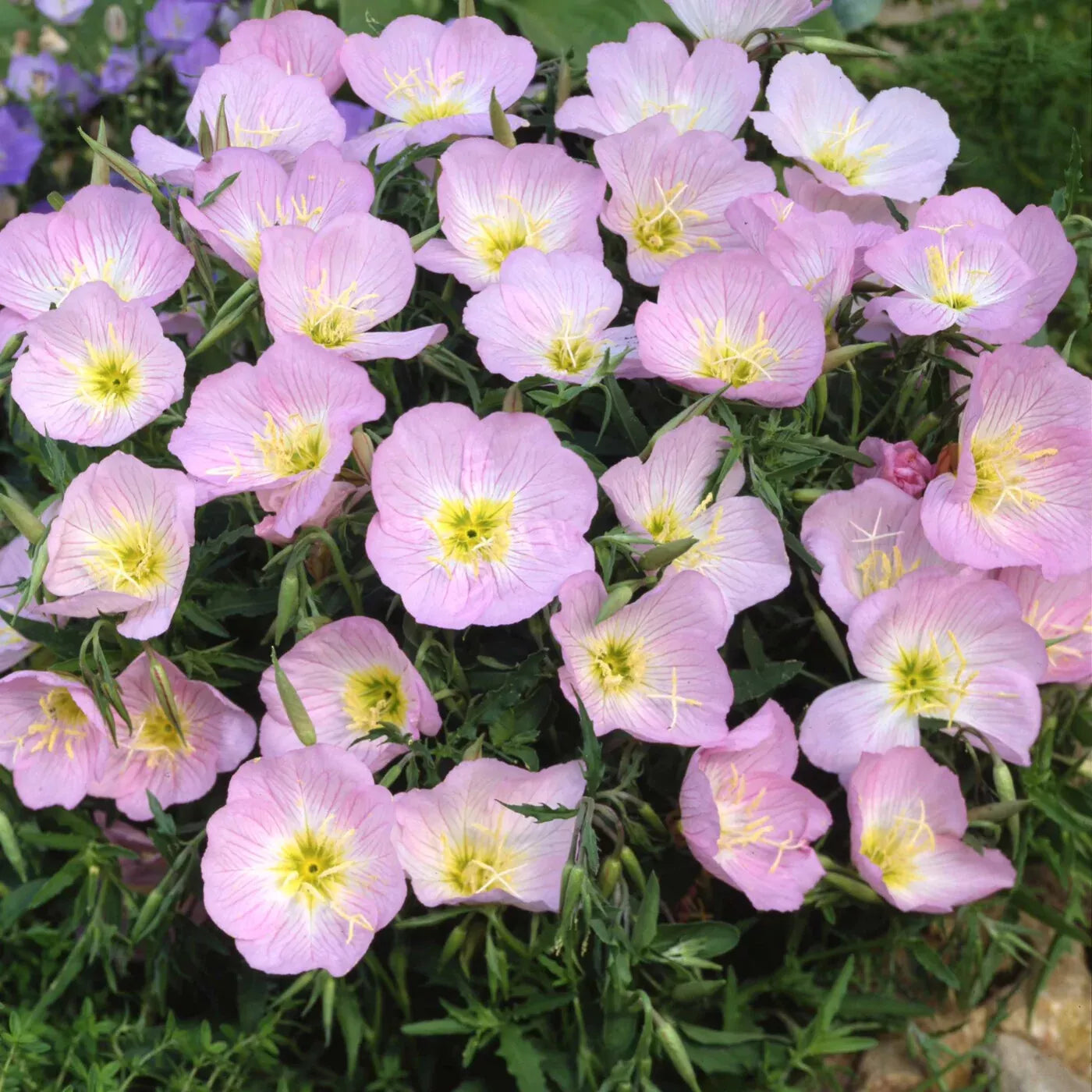 Showy Evening Primrose Seeds - Pink Ladies, Amapola, Mexican Primrose, Oenothera speciosa, Flower Seeds for Garden, Free Shipping