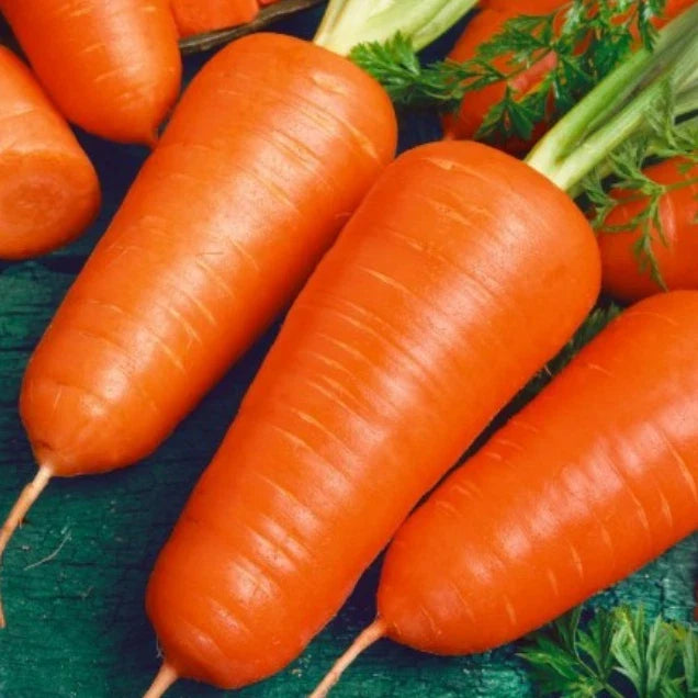 Organic Carrot Seeds 500 Count | Chantenay Red Cored Heirloom Daucus carota Vegetable Seeds