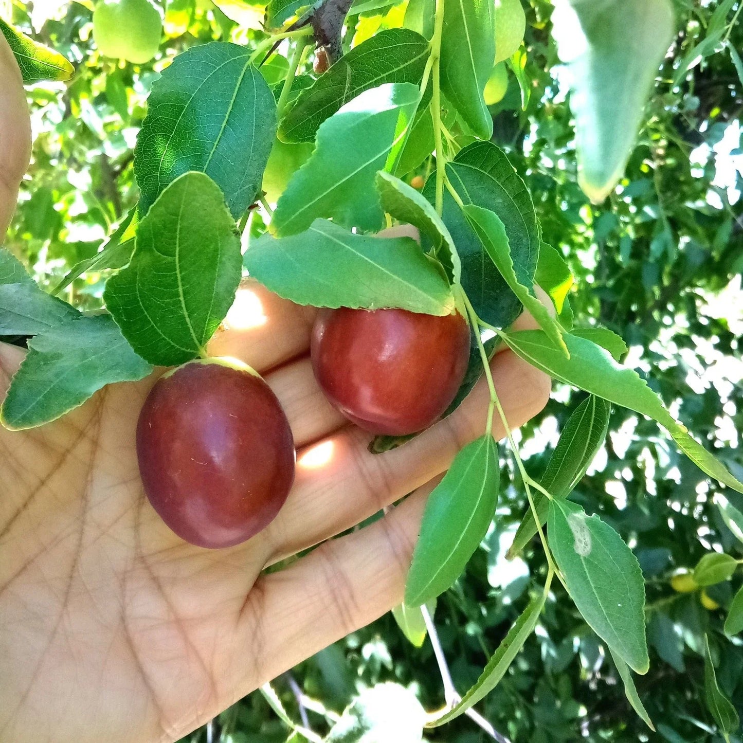 Autumn Beauty Jujube Tree Cutting 8" Grafting Scion Ziziphus jujuba for Fruit Production