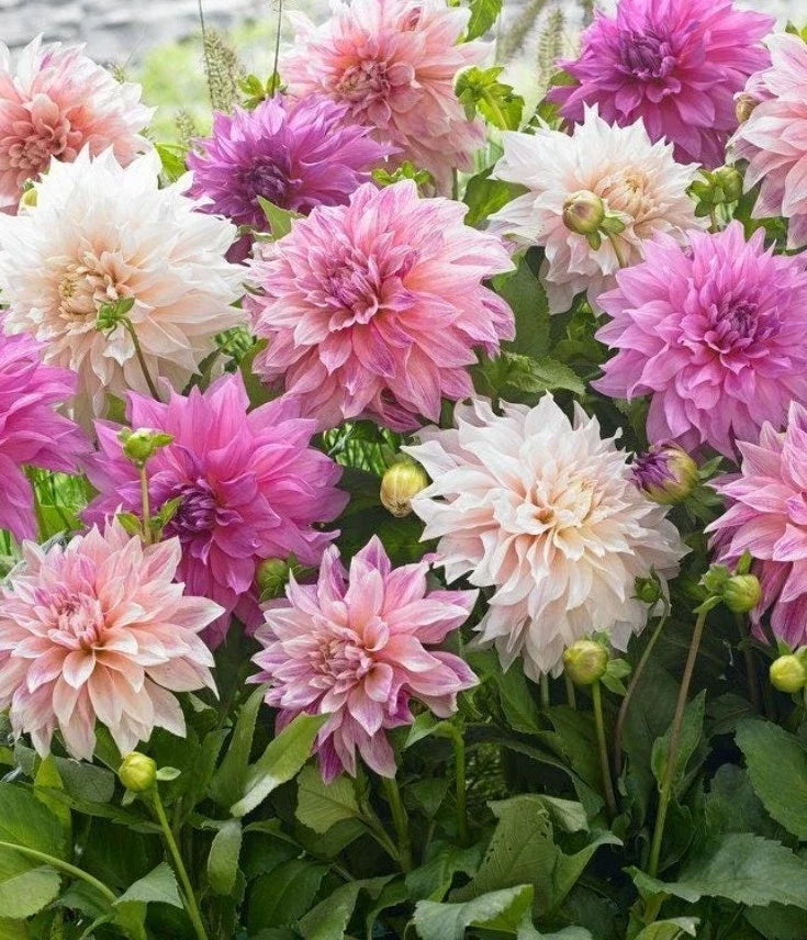 Dahlia Rooted Cutting 3-Inch Pot - Vibrant Blooming Flowers - Dahlia pinnata Garden Plant