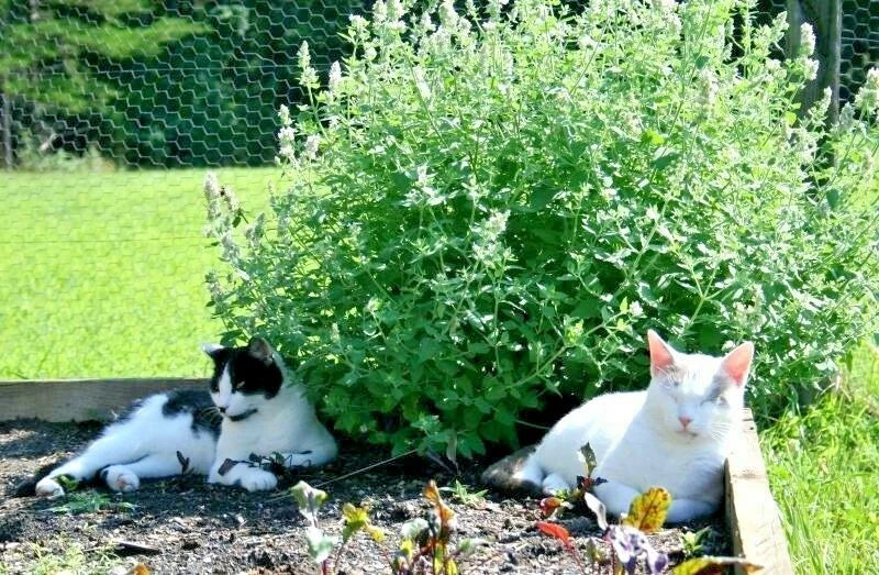 Organic Catnip Seeds - Perennial Herb for Gardens & Containers - Nepeta cataria, Drought Tolerant, Easy to Grow