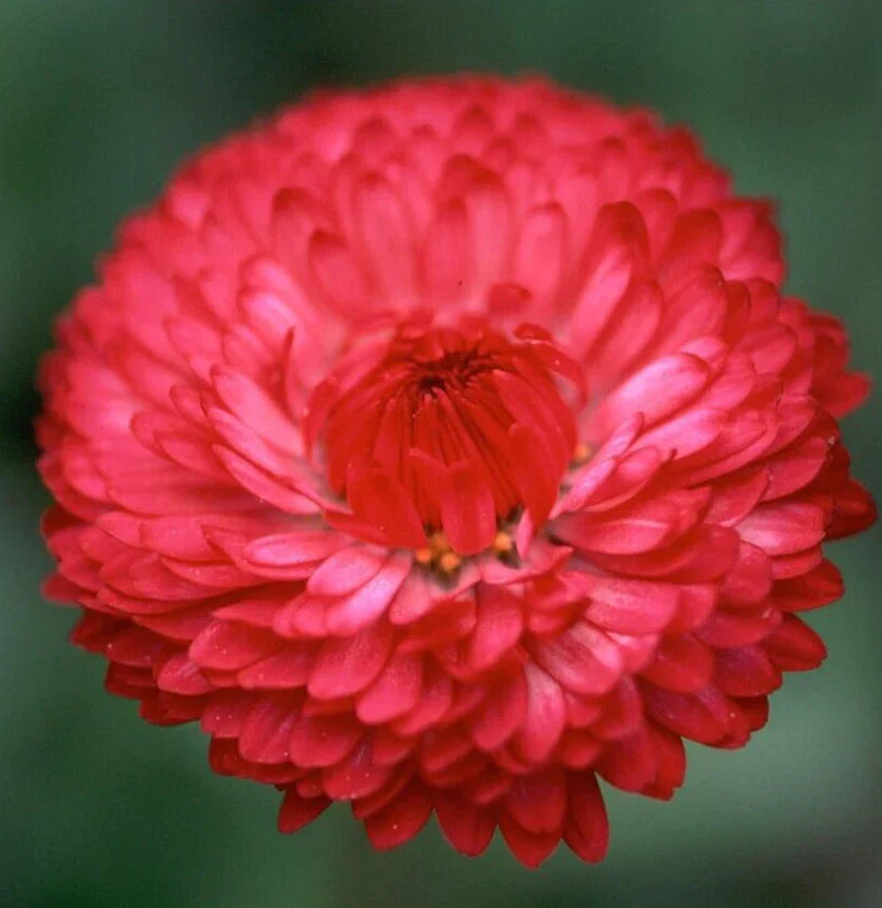 Red Cornflower Seeds - 200+ Tall Red Bachelor Button Wildflower - Centaurea cyanus