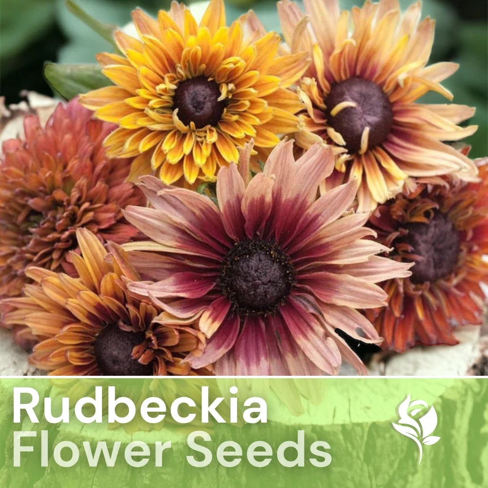 Antique Mix Rudbeckia Seeds - 125+ Annual Flower Seeds for Garden, Black-Eyed Susan, Rudbeckia hirta