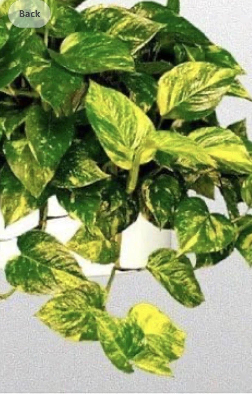 Golden Pothos Plant - Well-Rooted 4-Inch Pot - Epipremnum aureum - Indoor Houseplant, Low Maintenance, Air-Purifying, Trailing Greenery