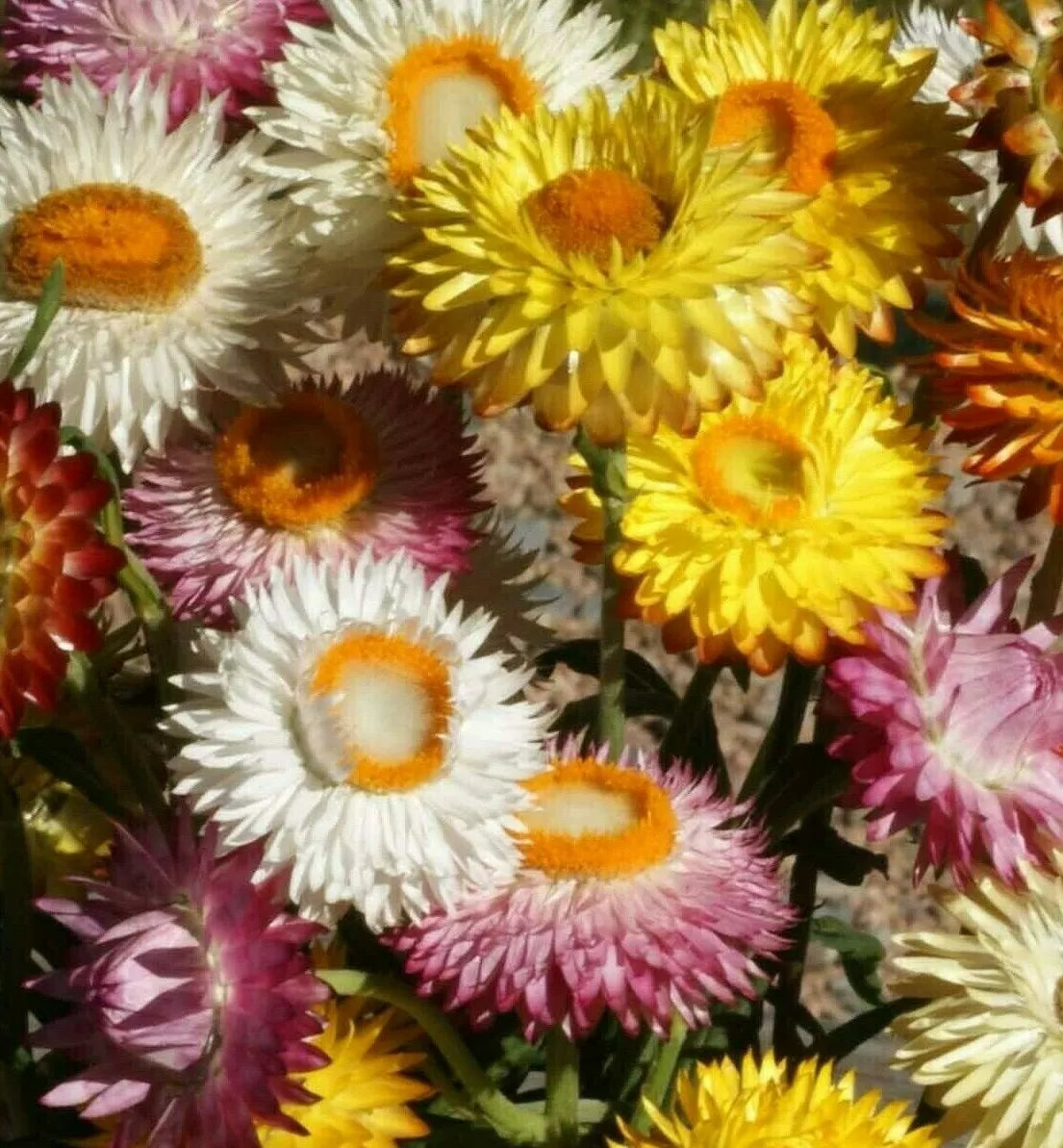 Strawflower Seeds 500+ Mixed Colors Helichrysum Annual - Drought-Tolerant Garden Flowers