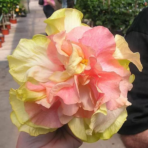 Double Pink Orange Hibiscus Seeds - Perennial Flower Seeds for Gardening - Hibiscus rosa-sinensis