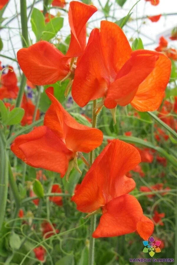 Henry Eckford Sweet Pea Seeds - 50+ Pack, Fragrant Climbing Flowers, Lathyrus odoratus, Garden Planting, USA Free Shipping