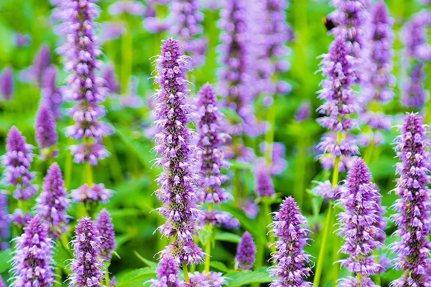 Anise Hyssop Seeds 100+ Count | Agastache foeniculum Wildflower Seeds for Pollinator Gardens & Attracting Bees