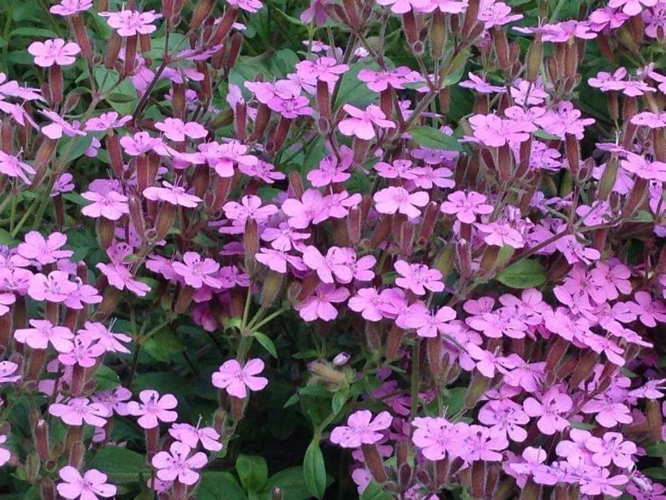 Soapwort Seeds 200+ Saponaria ocymoides Pink Wildflower for Gardens, Borders, and Wildflower Meadows