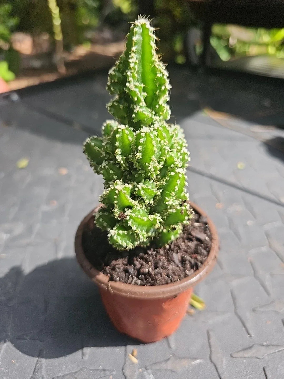 XL Fairy Castle Cactus 4" Pot - Tetragonus Indoor Succulent Plant