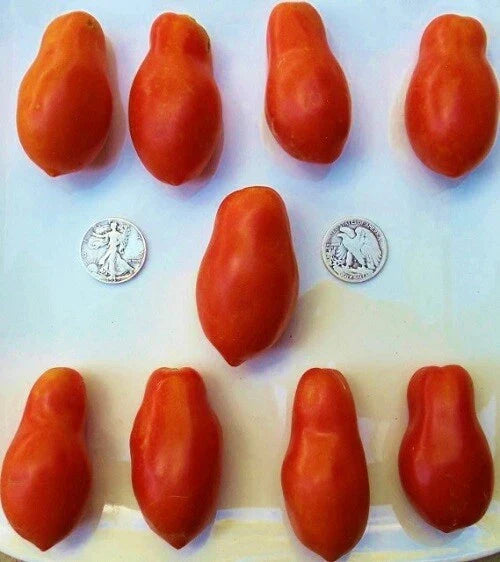 Martino's Roma Tomato Seeds - 25 Premium Paste Tomato Seeds for Home Gardening