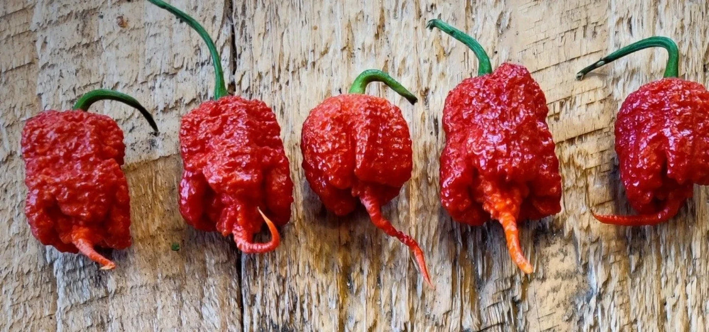 Carolina Reaper Pepper Seeds - 15 Super-Hot Red Capsicum chinense Seeds for Spicy Gardens and Culinary Use