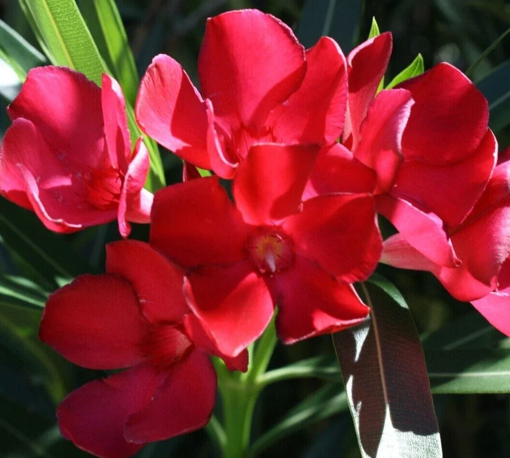 Oleander 6" Live Cuttings 7-Pack Red Nerium oleander Bush Shrub Perennial for Garden Display