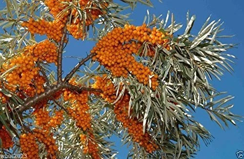 Sea Buckthorn Seeds, Edible Fruit Plant, Hippophae Rhamnoides, Hardy Perennial Shrub, Drought Tolerant, Nutritious Berries