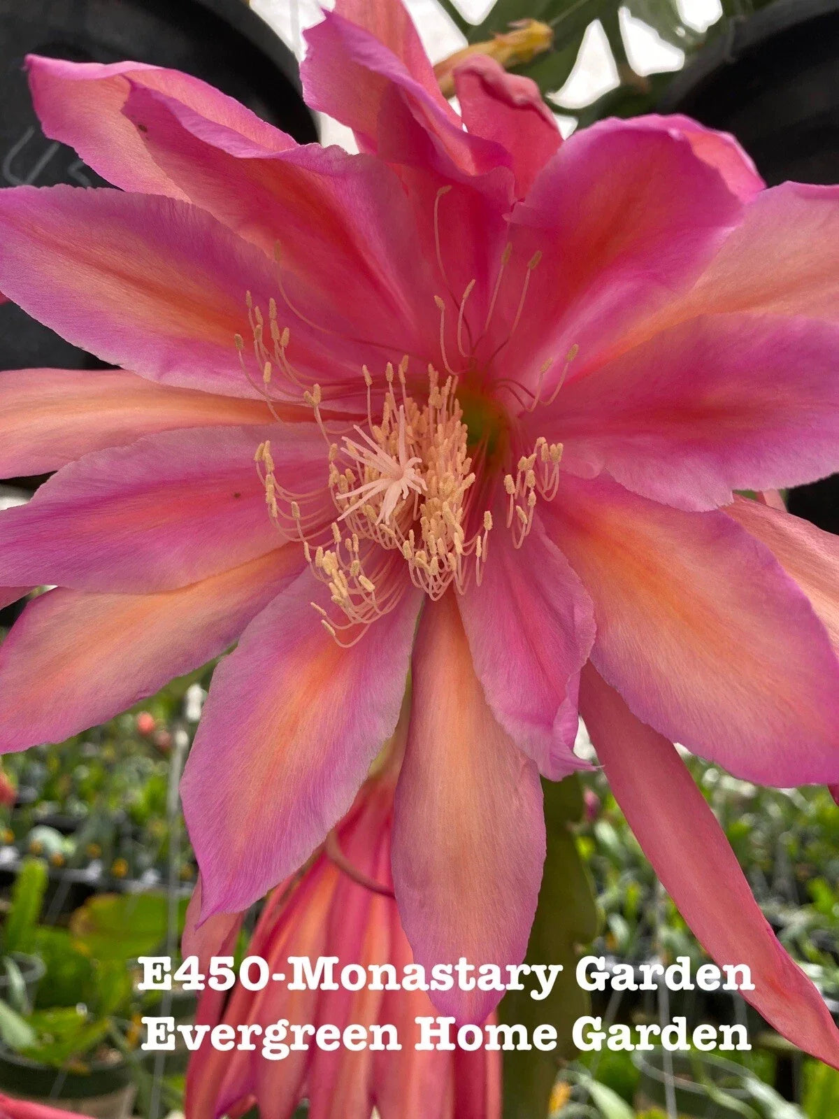 Epiphyllum Orchid Cactus Plant in 4" Pot – Monastery Garden Variety – Indoor Drought-Tolerant Succulent with Vibrant Blooms