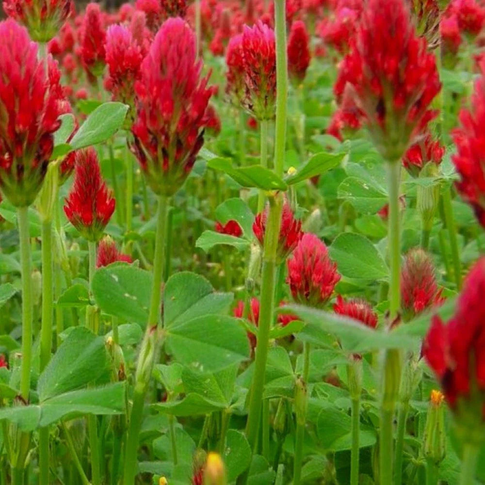 Crimson Clover Seeds | NON-GMO Heirloom Cover Crop | Trifolium incarnatum
