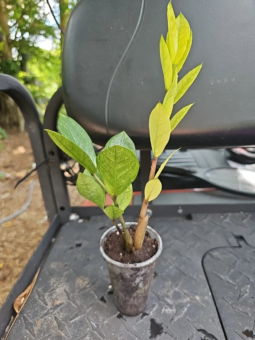 ZZ Plant Chameleon Variegated - Zamioculcas zamiifolia Rooted Houseplant in 3" Pot