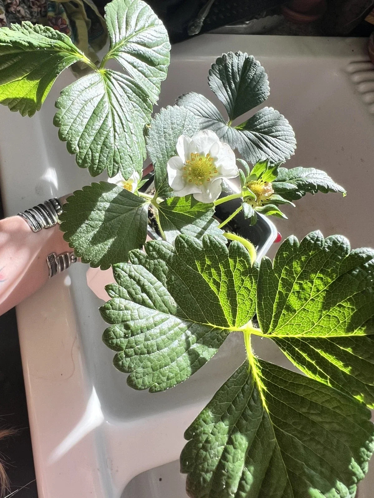 Seascape Strawberry Seeds - Organic Heat-Tolerant Perennial Berry Seeds - Fragaria × ananassa
