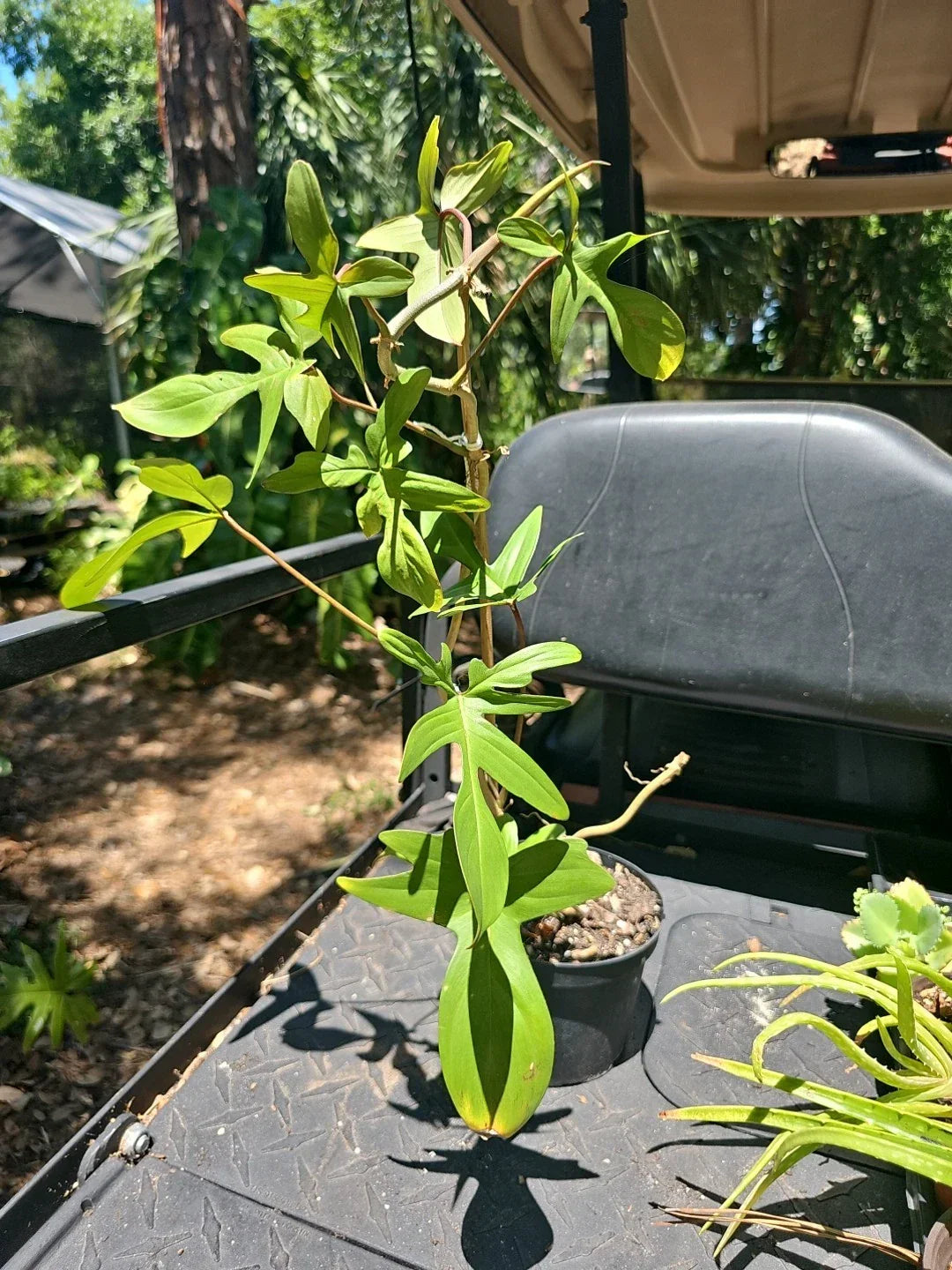 XL Philodendron Florida Red Stem Indoor Plant - 10 Leaves - Not Pedatum squamiferum