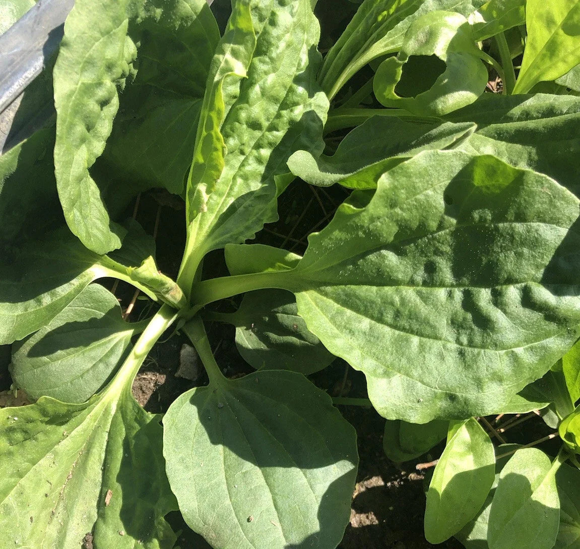 Plantago Major Bare Root Plants – Broadleaf Plantain Herb, Perennial, Medicinal, Drought-Resistant, 5 Live Plants