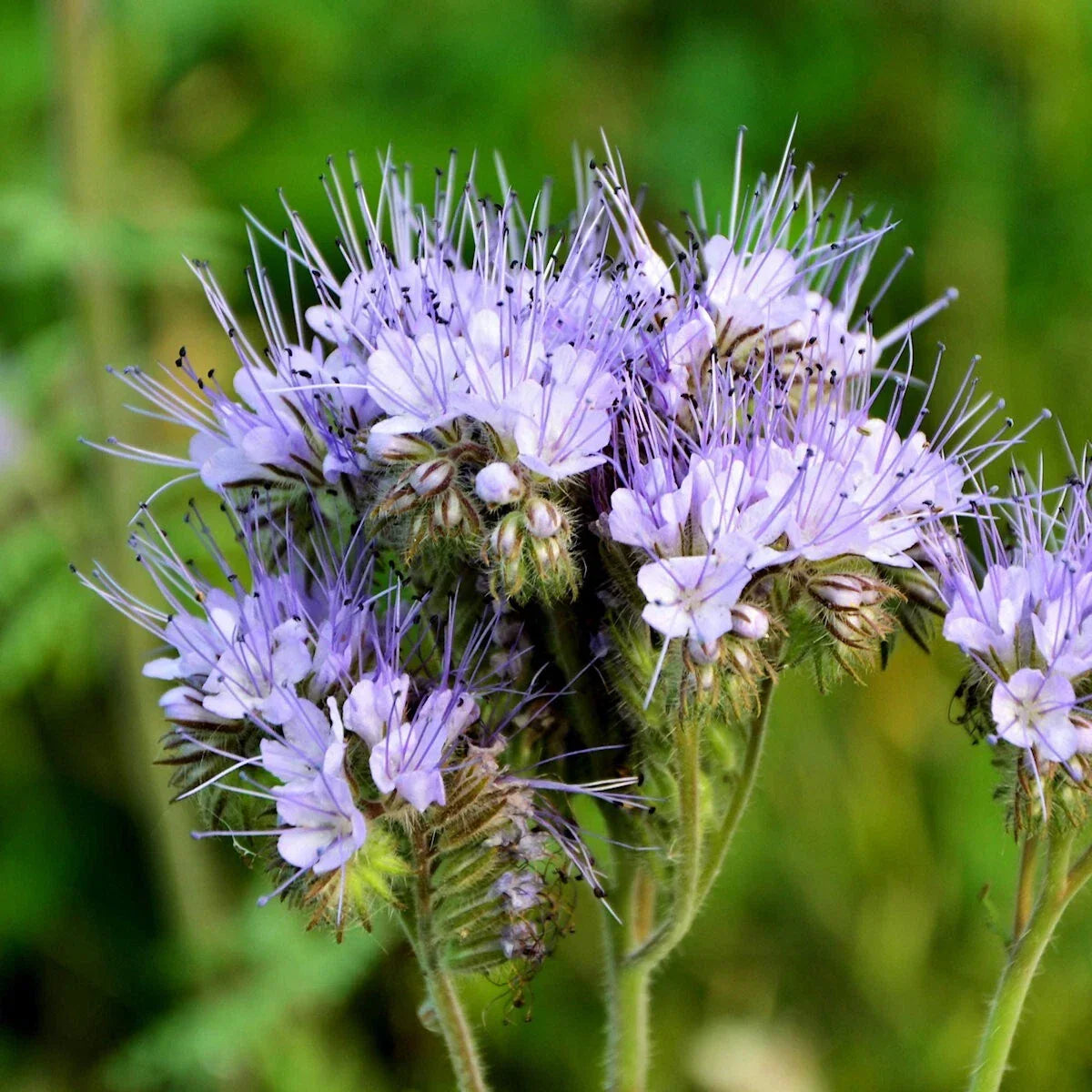 Lacy Phacelia Wildflower Seeds 1 Lb - Phacelia tanacetifolia - Attract Bees & Butterflies