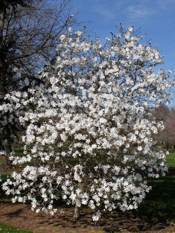 Merrill Magnolia Bare Root Live Plant 16-24" Magnolia x loebneri 'Merrill' White Flowers